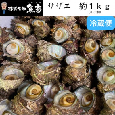 サザエ 約1kg(8個〜15個)【配送不可地域：離島・北海道・沖縄県・東北】【1746720】