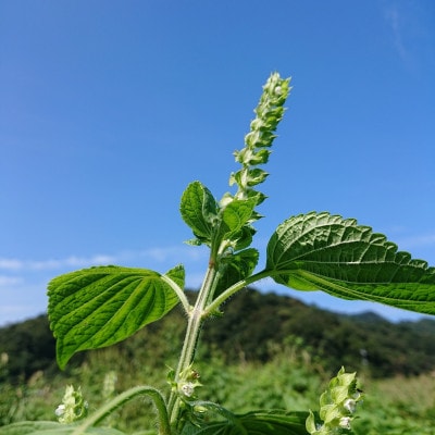 【新温泉町産】えごまオイル2本(70g)　えごま農家の栽培の低温圧縮搾油【一番搾り】【1397959】