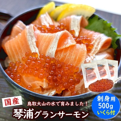 薬剤未使用で安心　国産とっとり琴浦グランサーモン刺身用500g いくら付 訳あり 小分け個包装で便利【配送不可地域：離島】【1641834】