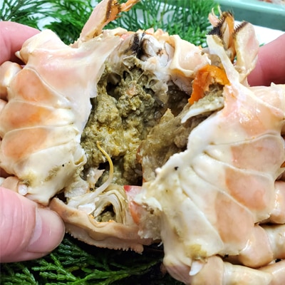 松葉ガニの本場よりプロ茹で松葉ガニ(冷凍)　1枚　約1kg【配送不可地域：離島】【1132204】