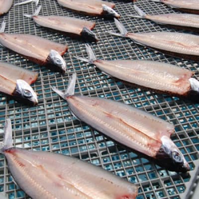 山陰のアゴ(飛魚)開き干し　10枚入り【配送不可地域：離島】【1446258】