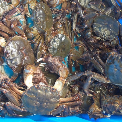 天然　活モクズガニ　約2kg　兵庫県新温泉町　【配送不可地域：離島・北海道・沖縄県・東北・関東・九州】【1534325】