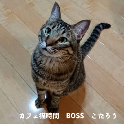 【保護猫応援】湯村温泉の猫カフェ　猫時間の1時間利用券(ワンドリンク付き)2枚【1422388】