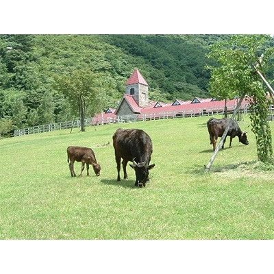 「世界農業遺産認定」黒毛牛の焼肉用　但馬牛(上カルビ肉)500g【配送不可地域：離島】【1561683】