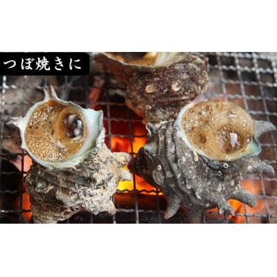 繧オ繧カ繧ィ 邏2kg(16蛟九30蛟)縲宣埼∽ク榊庄蝨ー蝓滂シ夐屬蟲カ繝サ蛹玲オキ驕薙サ豐也ク逵後サ譚ア蛹励代1746734縲