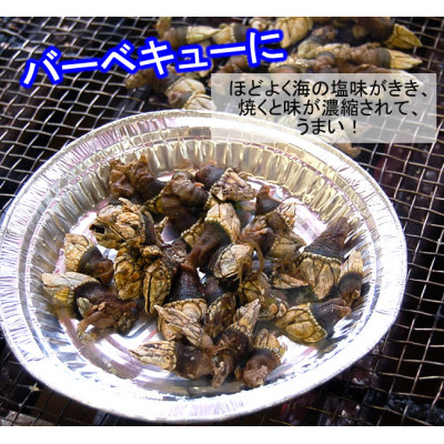 亀の手　500g×4袋　計2kg　兵庫県新温泉町　【配送不可地域：離島】【1089878】
