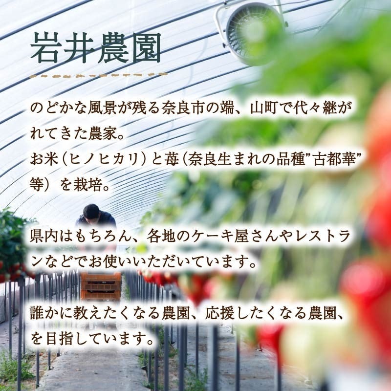 いちご コットンベリー 約350g 化粧箱 贈答用 プレゼント まるで キャンディー 2026年2月発送 冷蔵 小分け 果物 スイーツ デザート フルーツ ベリー ふるさと納税いちご 大粒 採れたて 完熟 おやつ 産地直送 先行予約 数量限定 季節限定 ブランド 苺 イチゴ いちご 希少 お取り寄せ 贈答用 化粧箱入り 岩井農園 奈良県 奈良市
