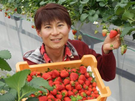 奈良ブランドいちご２種（古都華と他１種）食べ比べセット×２セット （古都華２パック＋別品種２パックの計４パック） (他１種は、かおりの・珠姫・奈乃華・ならあかり・あすかルビーのいずれか) イチゴ いちご 苺 めいとく農園 奈良県 奈良市 奈良 14-034