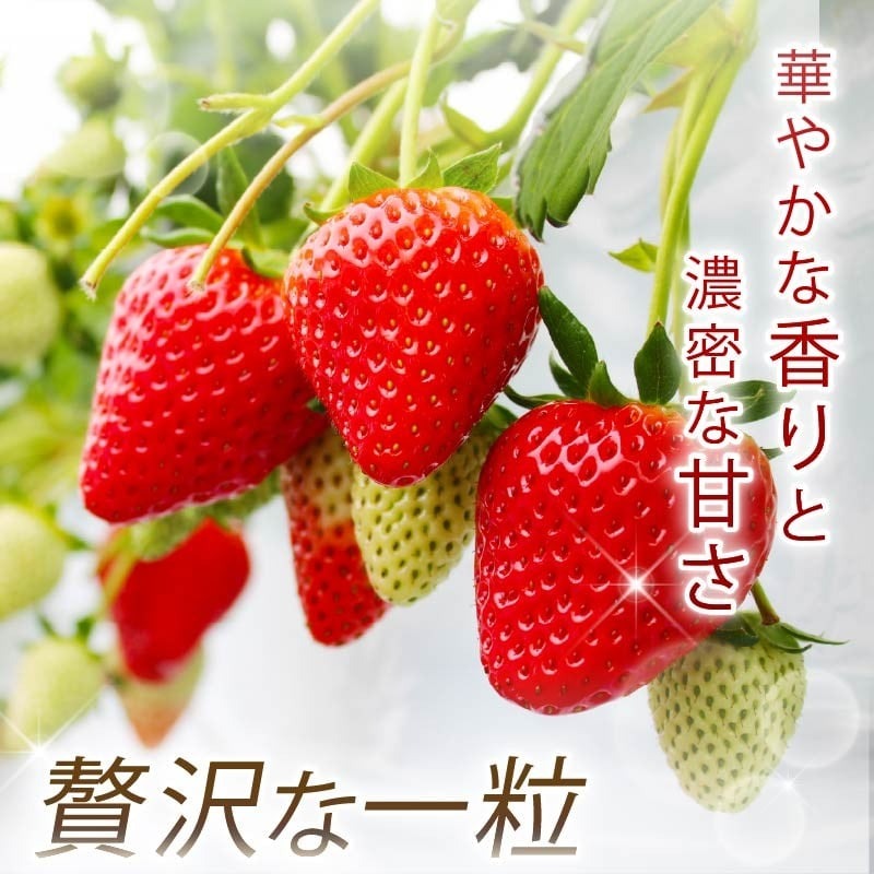 【数量限定】 2027年 3~4月発送 苺 いちご 古都姫 2パック 約540g (約270g×2P) ゆりかーご 冷蔵 小分け 果物 スイーツ デザート くだもの フルーツ ベリー ふるさと納税 いちご 大粒 採れたて 完熟 おやつ 産地直送 先行予約 数量限定 季節限定 ブランド イチゴ ギフト お祝い 中村農園 奈良県 奈良市