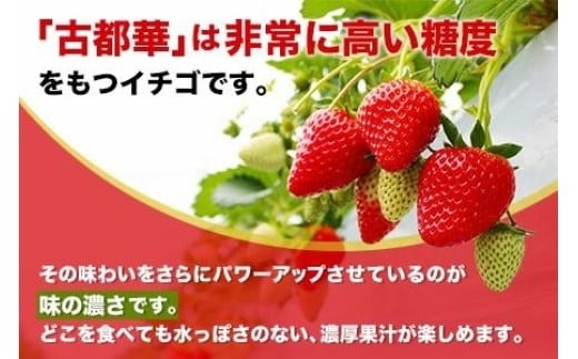 【 数量限定】 奈良のブランドいちご 古都華 約520g 260g×2パック 1パック6~11粒 イチゴ 月 旬 産地 農場 直送 フレッシュ スイーツ スムージー ケーキ フルーツ 果物 国産 ベリー 贈答用 プレゼント 人気 ふるさと納税 ふるさと おすすめ 限定 奈良県 奈良市 なら ファーム和だや