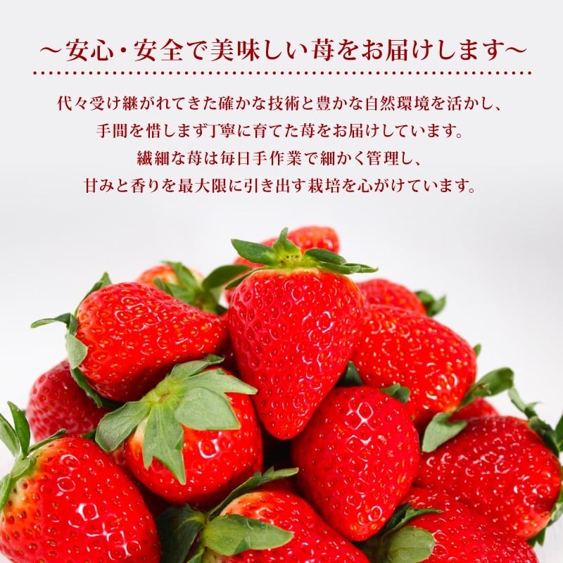 いちご 奈乃華 古都華 セット 2026年 発送（270g×2パック）予約受付中 数量限定 早期終了 予定あり  家庭用 イチゴ 先行予約 苺 奈良ブランド苺 ブランド 古都華 大粒 苺 旬 産地 直送 フレッシュ 新鮮  フルーツ 果物 くだもの  萩原いちご農園 奈良県 奈良市