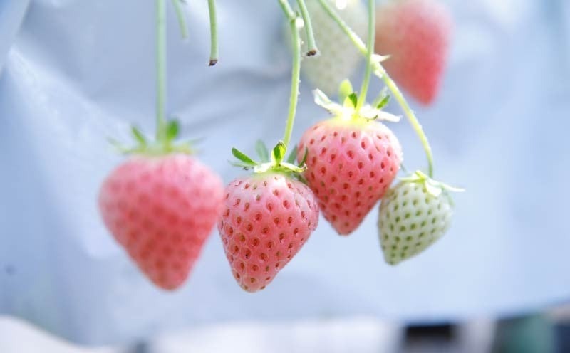 いちご コットンベリー 約350g 化粧箱 贈答用 プレゼント まるで キャンディー 2026年2月発送 冷蔵 小分け 果物 スイーツ デザート フルーツ ベリー ふるさと納税いちご 大粒 採れたて 完熟 おやつ 産地直送 先行予約 数量限定 季節限定 ブランド 苺 イチゴ いちご 希少 お取り寄せ 贈答用 化粧箱入り 岩井農園 奈良県 奈良市