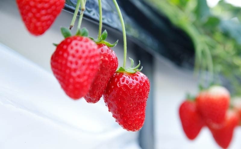 いちご 古都華 約540g 270g×4パック 2026年1月発送 冷蔵 小分け 果物 スイーツ デザート フルーツ ベリー ふるさと納税いちご 大粒 採れたて 完熟 おやつ 産地直送 先行予約 数量限定 季節限定 ブランド 苺 イチゴ いちご 岩井農園 奈良県 奈良市