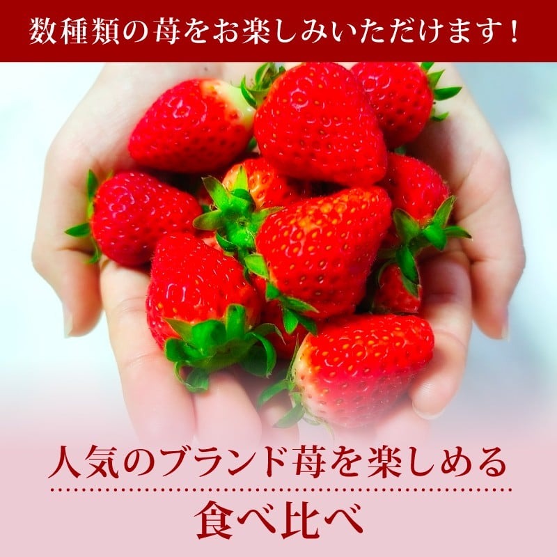 いちご 奈乃華 古都華 セット 2026年 発送（270g×2パック）予約受付中 数量限定 早期終了 予定あり  家庭用 イチゴ 先行予約 苺 奈良ブランド苺 ブランド 古都華 大粒 苺 旬 産地 直送 フレッシュ 新鮮  フルーツ 果物 くだもの  萩原いちご農園 奈良県 奈良市