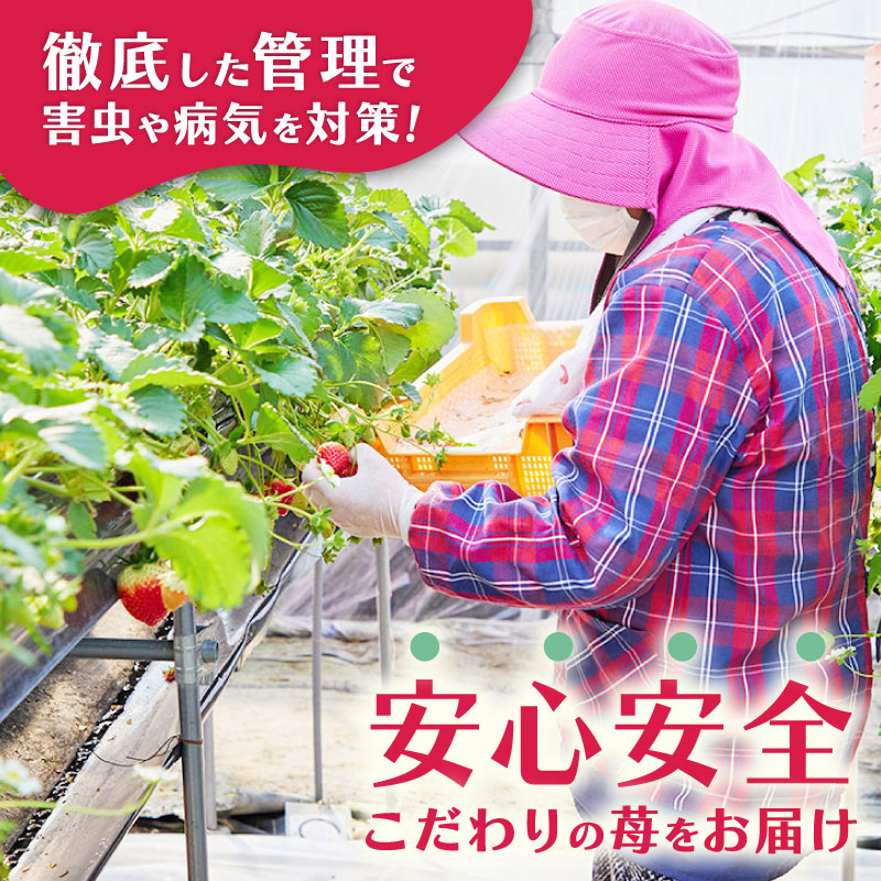 ãã¡ã å€éœè¯ 270gÃ2ãã㯠æ°ééå® èº ã€ã㎠ãã©ã³ã å€§ç² æ¬ ç£å°çŽé ãã«ãŒã æç© å·èµ ãã¬ãã·ã¥ å°åã åœç£ èŽççš ãã¬ãŒã³ã ã®ãã å¥è¯ç£ é«çŽ å³éž éå® æ°é®® ç£å° çŽé ãã©ã³ãèº çã äººæ° çŸå³ãã ç³åºŠ 12ïœ13床 éå®åºè· å¥è¯åž å¥è¯ç 倧ã¡ãã ãã¡ã 蟲家 ã ããŸ