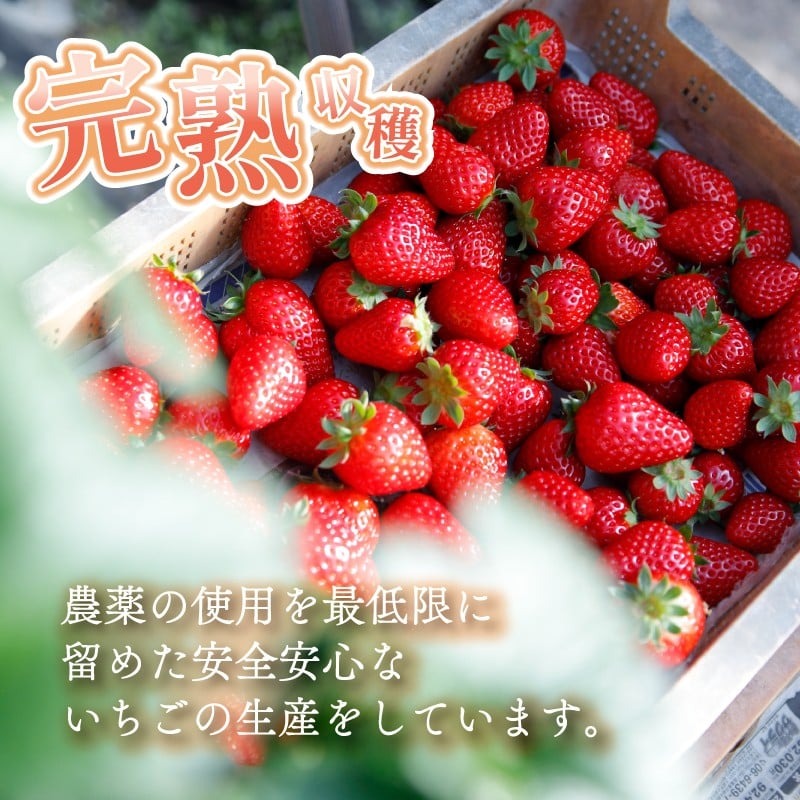 いちご 古都華 約540g 270g×4パック 2026年1月発送 冷蔵 小分け 果物 スイーツ デザート フルーツ ベリー ふるさと納税いちご 大粒 採れたて 完熟 おやつ 産地直送 先行予約 数量限定 季節限定 ブランド 苺 イチゴ いちご 岩井農園 奈良県 奈良市