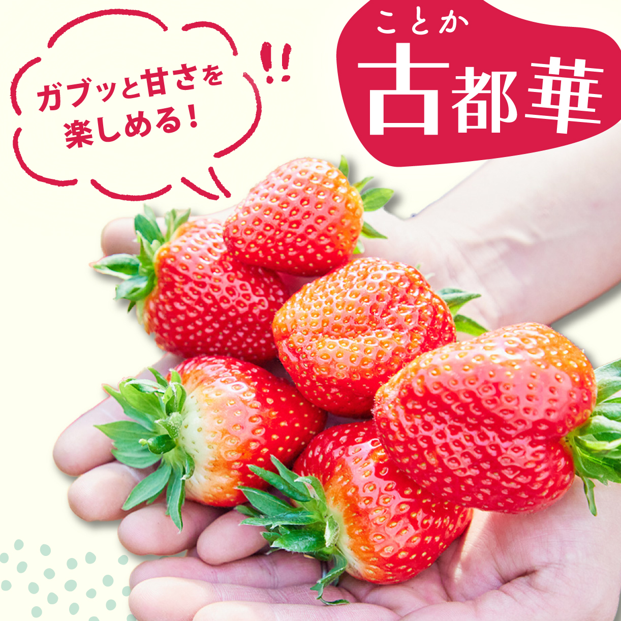 ãã¡ã å€éœè¯ 270gÃ2ãã㯠æ°ééå® èº ã€ã㎠ãã©ã³ã å€§ç² æ¬ ç£å°çŽé ãã«ãŒã æç© å·èµ ãã¬ãã·ã¥ å°åã åœç£ èŽççš ãã¬ãŒã³ã ã®ãã å¥è¯ç£ é«çŽ å³éž éå® æ°é®® ç£å° çŽé ãã©ã³ãèº çã äººæ° çŸå³ãã ç³åºŠ 12ïœ13床 éå®åºè· å¥è¯åž å¥è¯ç 倧ã¡ãã ãã¡ã 蟲家 ã ããŸ