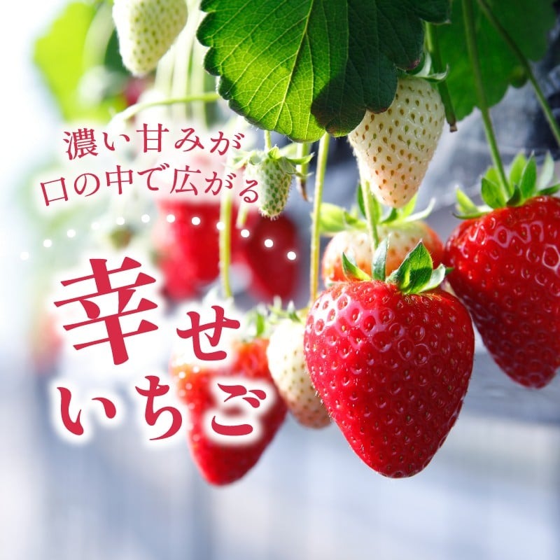 いちご 古都華 約540g 270g×4パック 2026年1月発送 冷蔵 小分け 果物 スイーツ デザート フルーツ ベリー ふるさと納税いちご 大粒 採れたて 完熟 おやつ 産地直送 先行予約 数量限定 季節限定 ブランド 苺 イチゴ いちご 岩井農園 奈良県 奈良市
