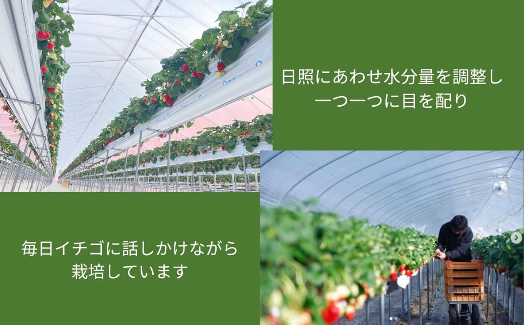 【2026年1月以降発送】 いちご（古都華）藤井農園特選大粒古都華600g×1ケース（数量限定 予約販売）奈良県 奈良市