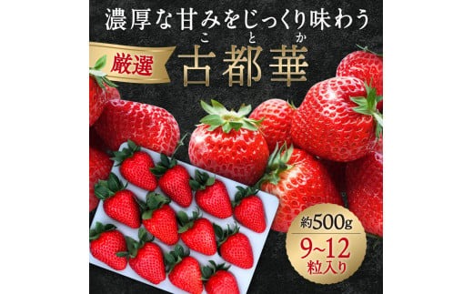 【数量限定】厳選 大ちゃんの古都華（贈答用）（５００ｇ×１パック）　いちご農家だるまいちご 苺 いちご 奈良ブランド苺 イチゴ ブランド プレゼント いちご農家だるま I-287