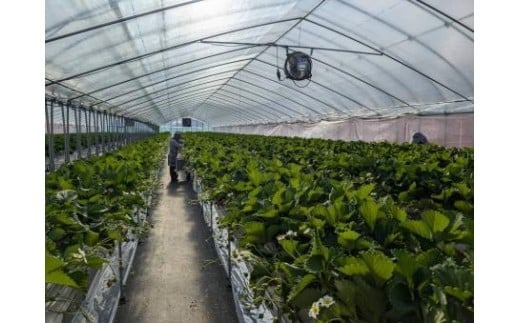 【数量限定】2026年予約販売開始 珠姫（たまひめ）×２パック 先行予約 早期終了予定あり いちご 苺 イチゴ ブランド 旬 産地 直送 フレッシュ 新鮮 いちご農家 めいとく農園 奈良県 奈良市 奈良 なら