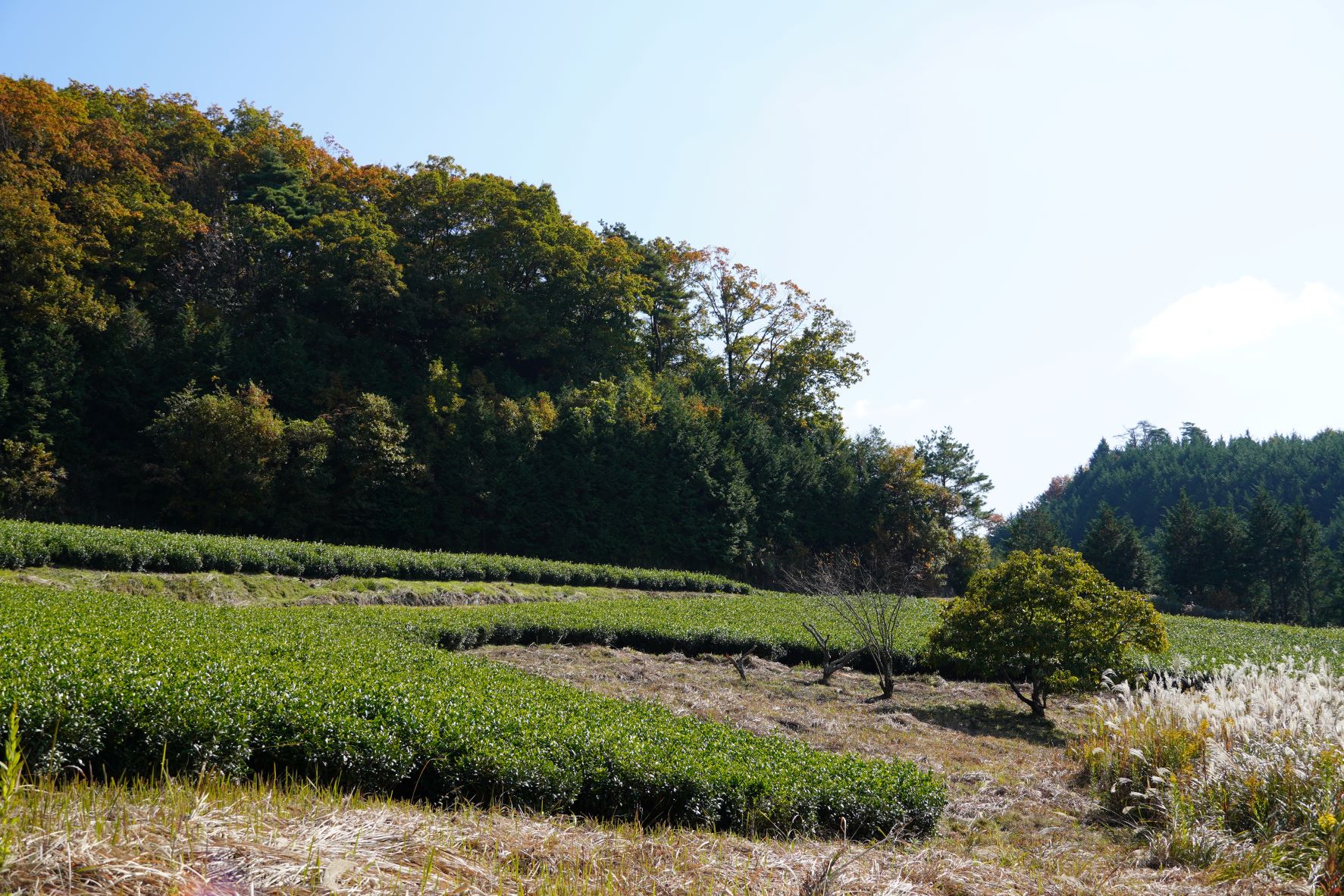 プレミアム煎茶（50g） 5袋 土岐茶園 奈良県 奈良市 なら 14-038