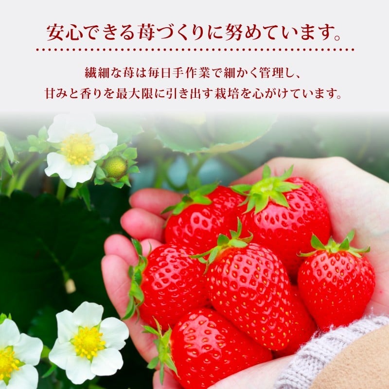 いちご 古都華 2026年 発送（270g×2パック） 家庭用 予約受付中 数量限定 いちご イチゴ 先行予約 いちご 苺 奈良ブランド苺 イチゴ ブランド 古都華 大粒 苺 旬 産地 直送 フレッシュ 新鮮 フルーツ 果物 くだもの 萩原いちご農園 奈良県 奈良市