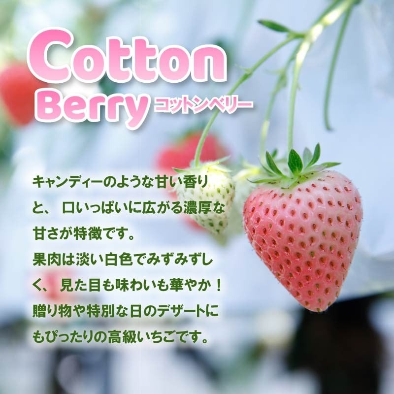 いちご コットンベリー 約500g 250g×2パック まるで キャンディー 2026年2月発送 冷蔵 小分け 果物 スイーツ デザート フルーツ ベリー ふるさと納税いちご 大粒 採れたて 完熟 おやつ 産地直送 先行予約 数量限定 季節限定 ブランド 苺 イチゴ いちご 希少 お取り寄せ プレゼント 岩井農園 奈良県 奈良市