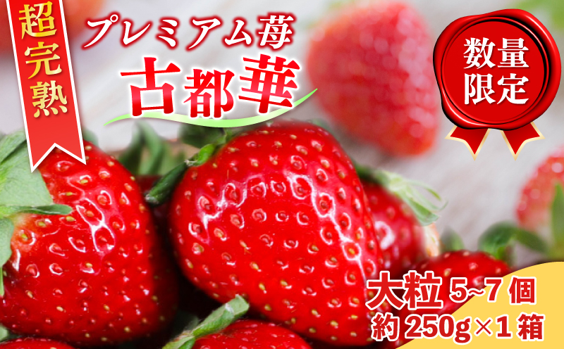 いちご 古都華 大粒 5~7個＋約250g×1箱 セット 冷蔵 いちご ことか 2027年発送 苺 フルーツ 果物 イチゴ 贈答 ギフト プレゼント 産地直送 奈良県 奈良市 6FARM