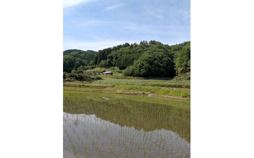 生あまさけ「すいと和紅茶」 大和高原醸造所 奈良県 奈良市 なら J-137