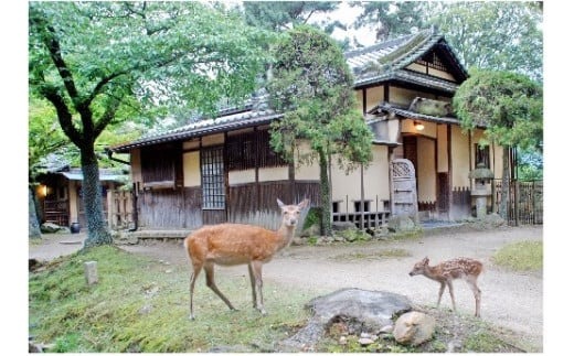 江戸三　ランチ・ワンドリンク付き　2名様　お食事券 F-89