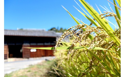 グルテンフリー「玄米きな粉クッキー」40枚入×2袋 奈良おおの農園 奈良県 奈良市 なら I-307