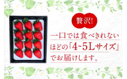 【数量限定】プレミアム苺 宝石のような濃いルビー色 古都華 奈良ブランド苺 苺 いちご イチゴ 奈良 なら 大粒4L ~ 5L 限定出荷 いちご 苺 奈良ブランド苺 イチゴ ブランド 古都華 大粒 苺 旬 産地 直送 フレッシュ イチゴ フルーツ 果物 国産 ベリー 贈答用 プレゼント 人気苺 ふるさと納税苺 ふるさと苺 furusato苺 おすすめ苺 奈良県 奈良市 hj-05