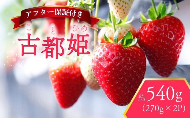 いちご 古都姫 約540g 270g×2パック 超希少品種 2026年2月発送 冷蔵 小分け 果物 スイーツ デザート フルーツ ベリー ふるさと納税いちご 大粒 採れたて 完熟 おやつ 産地直送 先行予約 数量限定 季節限定 ブランド 苺 イチゴ いちご 希少 お取り寄せ 大粒 岩井農園 奈良県 奈良市