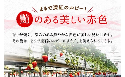 【予約販売】宝石のような濃いルビー色 古都華 奈良ブランド苺 いちご 大粒 4L?5L 2025年1月?数量限定にて順次お届けいたします。　IK-01