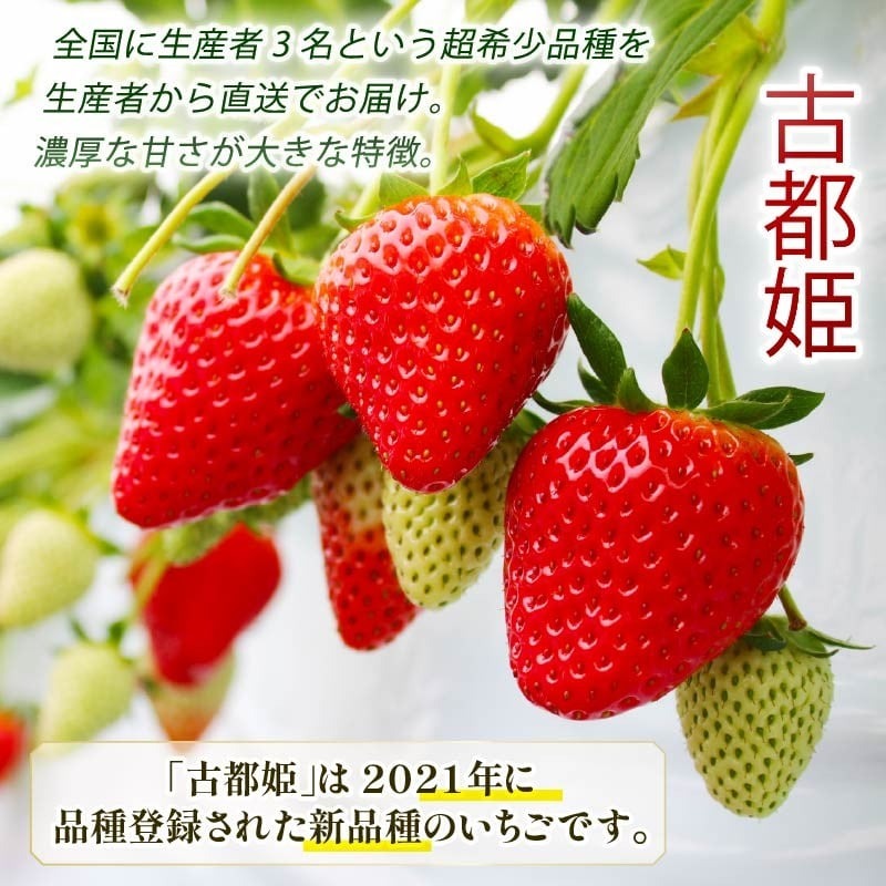 【数量限定】 2026年発送 苺 いちご 古都姫 2パック 約540g (270g×2P) ゆりかーご 冷蔵 小分け 果物 スイーツ デザート くだもの フルーツ ベリー ふるさと納税 いちご 大粒 採れたて 完熟 おやつ 産地直送 先行予約 数量限定 季節限定 ブランド イチゴ ギフト お祝い 中村農園 奈良県 奈良市