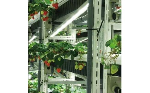 U-43 いちごジャム【3個】・いちご&ブルーベリージャム【2個】