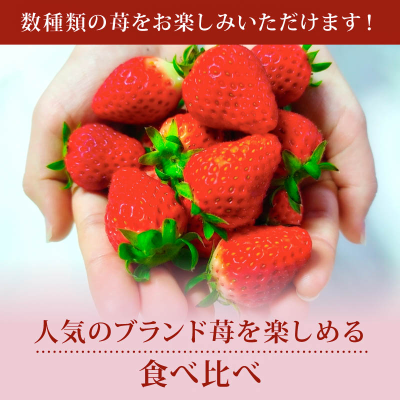 いちご ならあかり 古都華 セット 2027年 発送（270g×2パック）予約受付中 数量限定 早期終了 予定あり 家庭用 イチゴ 先行予約 苺 奈良ブランド苺 ブランド 古都華 大粒 苺 旬 産地 直送 フレッシュ 新鮮 フルーツ 果物 くだもの 萩原いちご農園 奈良県 奈良市