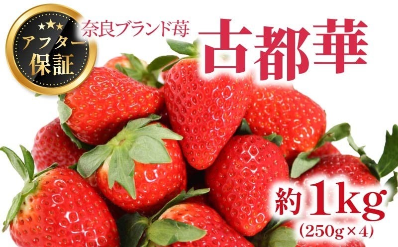 いちご 古都華 約540g 270g×4パック 2026年1月発送 冷蔵 小分け 果物 スイーツ デザート フルーツ ベリー ふるさと納税いちご 大粒 採れたて 完熟 おやつ 産地直送 先行予約 数量限定 季節限定 ブランド 苺 イチゴ いちご 岩井農園 奈良県 奈良市