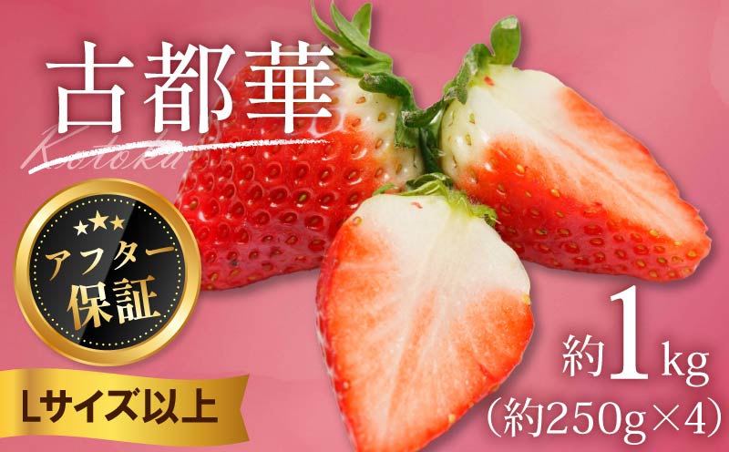 いちご 古都華 1kg 250g×4パック Lサイズ以上 250g 2027年 1月発送 小分け パック フルーツ 果物 スイーツ 甘い いちご 苺 イチゴ お取り寄せ 大粒 朝採り フルーツ 果物 国産 冷蔵配送 送料無料 高級 家庭用 ケーキ お菓子 使用 1kg 10000円 1万円 奈良県 奈良市