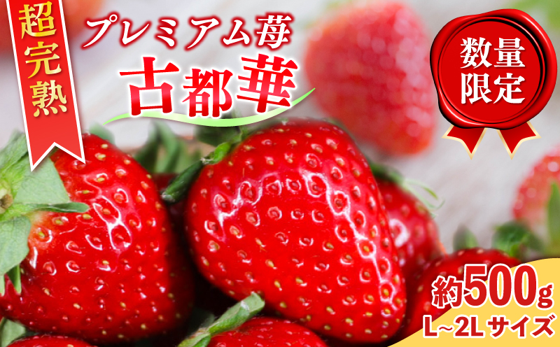 いちご 古都華 約500g 250g×2パック 冷蔵 いちご ことか 2027年発送 苺 フルーツ 果物 イチゴ 贈答 ギフト プレゼント 産地直送 奈良県 奈良市 6FARM