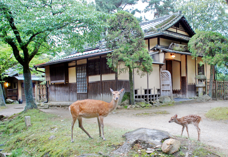 江戸三　ランチ・ワンドリンク付き　2名様　お食事券 F-89