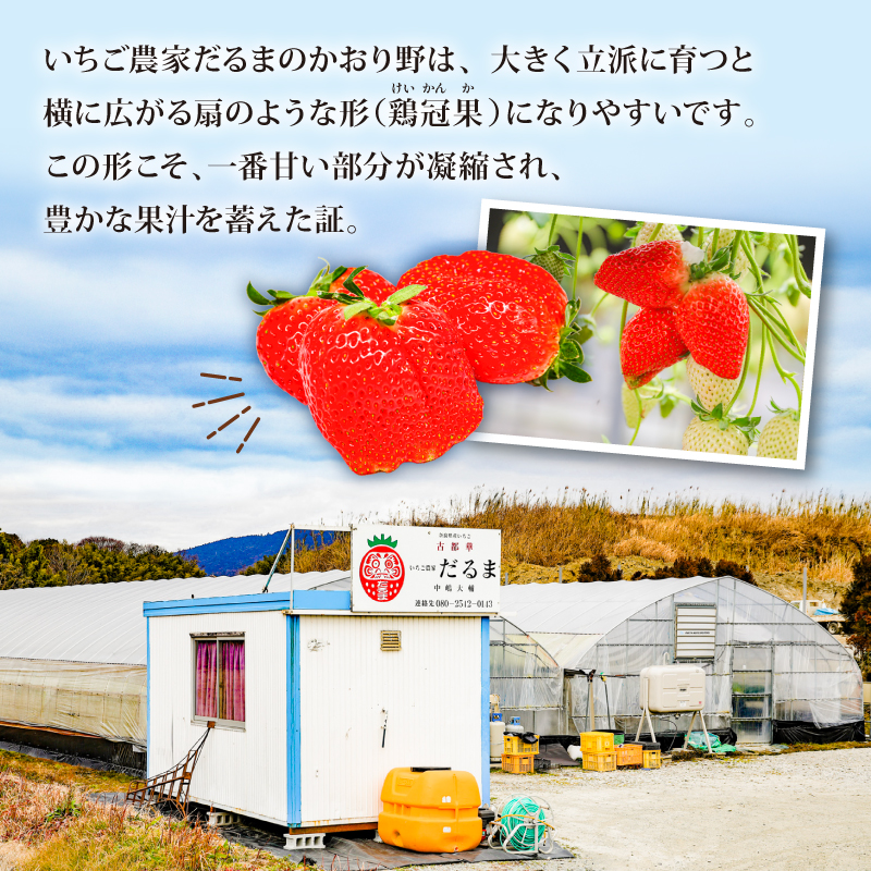 ãã¡ã ãããé çŽ540g 1ããã¯çŽ270g 2ãã㯠2027幎çºé é¶å æ ãµã€ãºæ··å äžæã æ°ééå® å·èµ ã€ããŽ èº itigo ichigo strawberry ãã«ãŒã æç© æ¬ ç£å°çŽé å°åã ãã©ã³ããã¡ã çã ãããã ãããã èŽç ãã¬ãŒã³ã ã®ãã ãµãããšçŽçšãã¡ã è³éãªãã¡ã å¥è¯ç å¥è¯åž ãã¡ã蟲家ã ããŸ