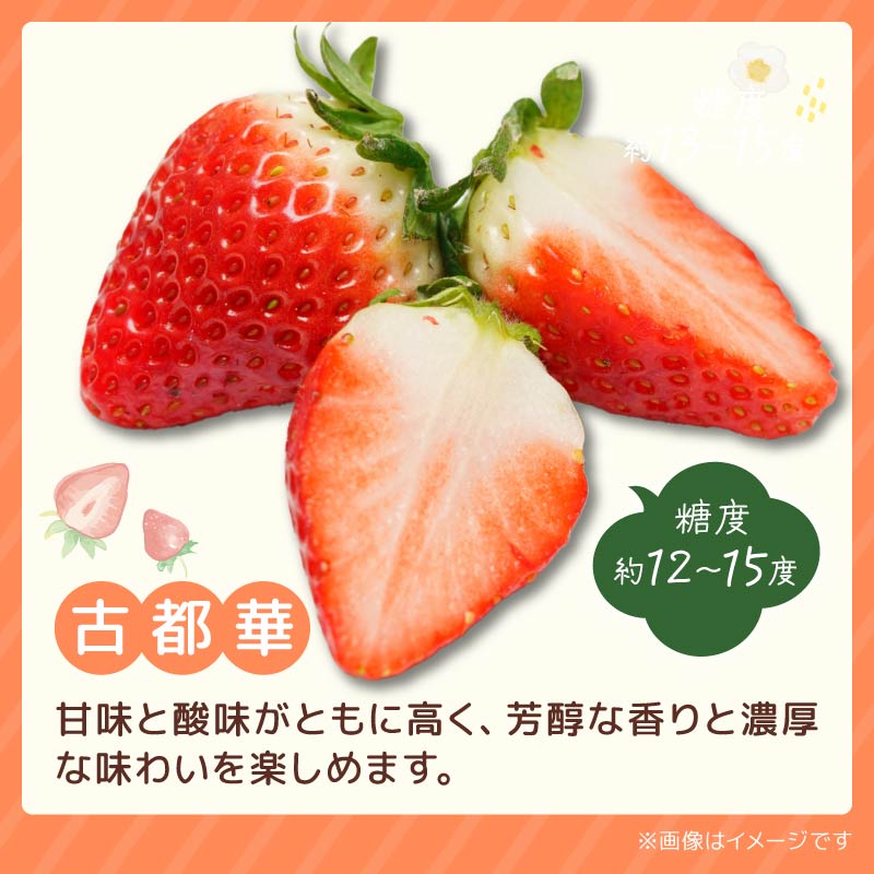 いちご ならあかり 古都華 セット 2027年 発送（270g×2パック）予約受付中 数量限定 早期終了 予定あり 家庭用 イチゴ 先行予約 苺 奈良ブランド苺 ブランド 古都華 大粒 苺 旬 産地 直送 フレッシュ 新鮮 フルーツ 果物 くだもの 萩原いちご農園 奈良県 奈良市