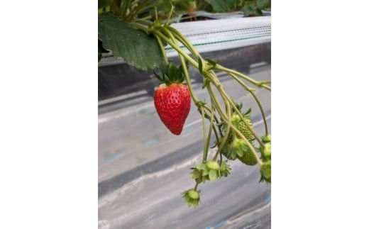 【数量限定】2026年予約販売開始 珠姫（たまひめ）×２パック 先行予約 早期終了予定あり いちご 苺 イチゴ ブランド 旬 産地 直送 フレッシュ 新鮮 いちご農家 めいとく農園 奈良県 奈良市 奈良 なら