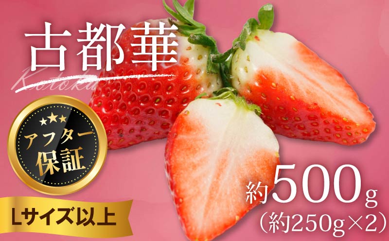 いちご 古都華 500g 250g×2パック Lサイズ以上 250g 2027年 1月発送 小分け パック フルーツ 果物 スイーツ 甘い いちご 苺 イチゴ お取り寄せ 大粒 朝採り フルーツ 果物 国産 冷蔵配送 送料無料 高級 家庭用 ケーキ お菓子 使用 500g 6000円 奈良県 奈良市