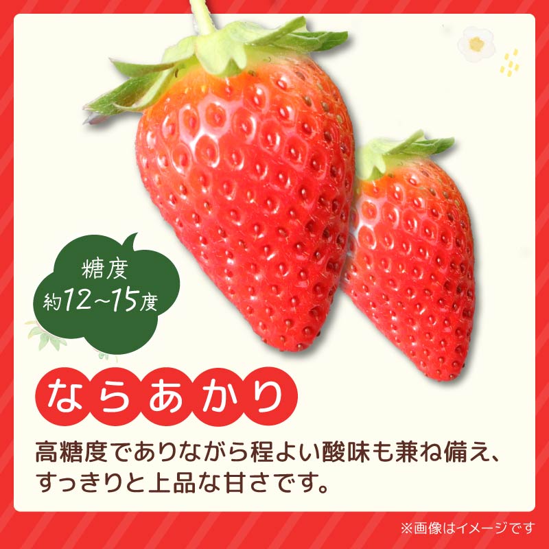 いちご ならあかり 古都華 セット 2027年 発送（270g×2パック）予約受付中 数量限定 早期終了 予定あり 家庭用 イチゴ 先行予約 苺 奈良ブランド苺 ブランド 古都華 大粒 苺 旬 産地 直送 フレッシュ 新鮮 フルーツ 果物 くだもの 萩原いちご農園 奈良県 奈良市