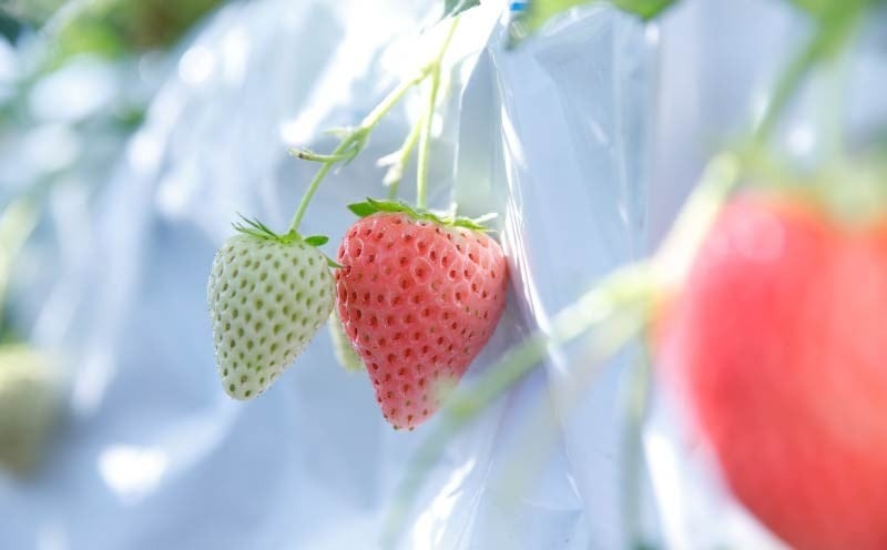 いちご コットンベリー 約500g 250g×2パック まるで キャンディー 2026年2月発送 冷蔵 小分け 果物 スイーツ デザート フルーツ ベリー ふるさと納税いちご 大粒 採れたて 完熟 おやつ 産地直送 先行予約 数量限定 季節限定 ブランド 苺 イチゴ いちご 希少 お取り寄せ プレゼント 岩井農園 奈良県 奈良市