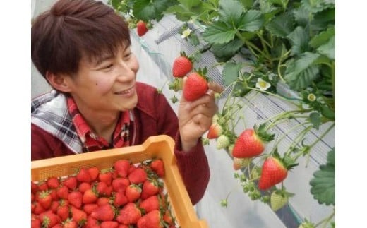 【数量限定】2026年予約販売開始 珠姫（たまひめ）×２パック 先行予約 早期終了予定あり いちご 苺 イチゴ ブランド 旬 産地 直送 フレッシュ 新鮮 いちご農家 めいとく農園 奈良県 奈良市 奈良 なら