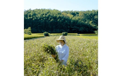 【リニューアル】国産はとむぎ炊飯器用（お徳タイプ）それいゆ株式会社 奈良県 奈良市 なら 10-033